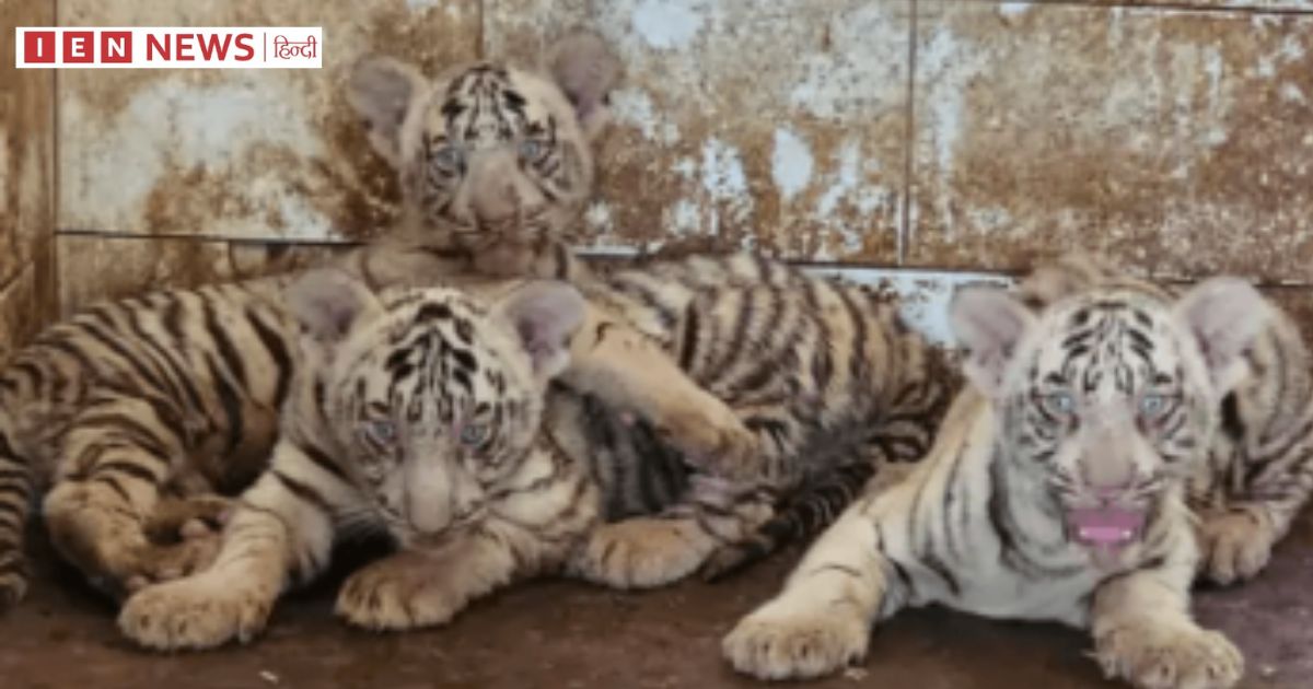 Naming Born White Tiger Cubs Bhilai