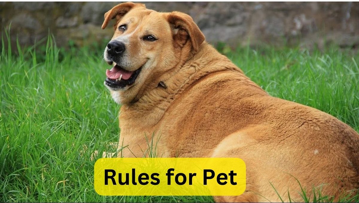 Rules for Pet